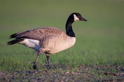 云顶赌场官网：探索全球顶级娱乐场所的魅力与体验