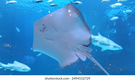 九游娱乐平台信用好，玩家放心畅享游戏乐趣