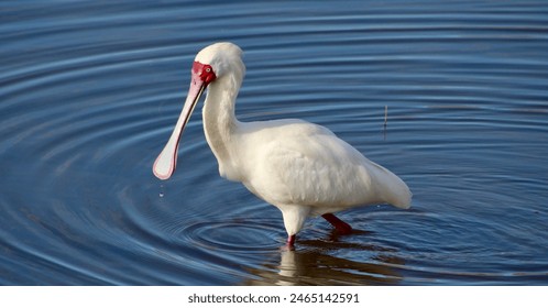 互博娱乐的优势与挑战:用户体验与安全性分析