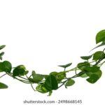 360直播插件:打造流畅高清的直播体验 f912t7n8r