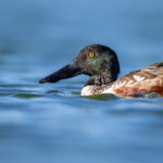 17020期大乐透开奖结果及中奖号码全面揭晓 oskza3pa